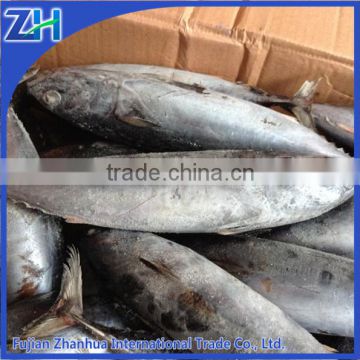 frozen bonito fish whole round, bonito for bait price