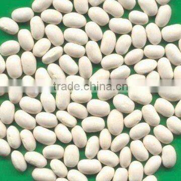 Japanese white kidney beans with best price for sale