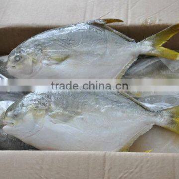 frozen golden pomfret