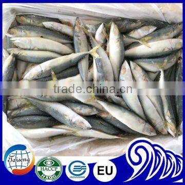 Scientific Name of Pacific Mackerel Fish for Sale photo-6