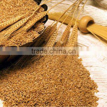 Indian Wheat (Whole)