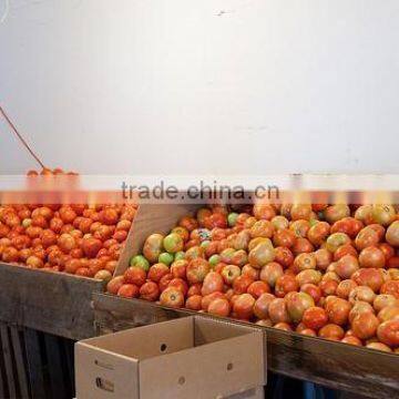 Fresh Organic Tomatoes