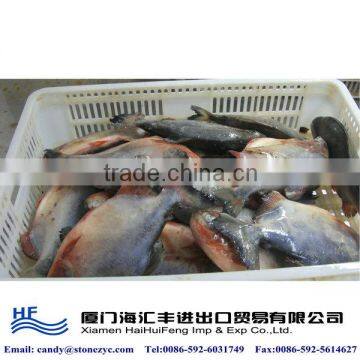 Freshwater fish for sale