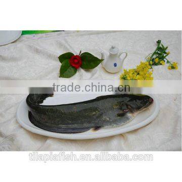 Fresh catfish whole round wholesale