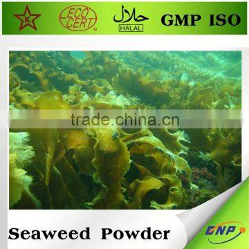 New Product Agar Agar Seaweed Extract Powder Price photo-3