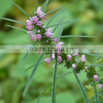 Dried medicinal herbs/herbal medicine-Herba Leonuri(Yimucao)