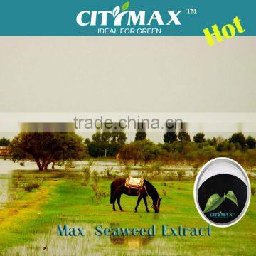 Buy Seaweed Extract for Agriculture