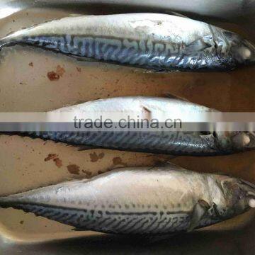 New Landing Seafrozen Fish Pacific Mackerel 300-500g 23cm+ photo-6