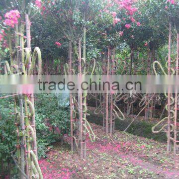 Lagerstroemia Indica 1.7m Trunk Height D5-6cm Flower Season photo-2