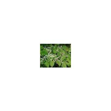 Polygonum cuspidatum P.E.