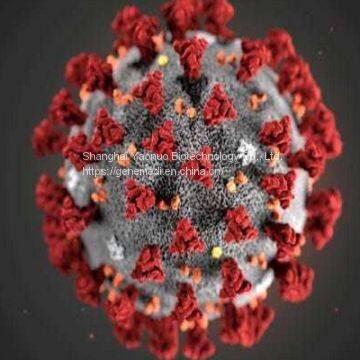 Pre-made Adenovirus Production And Pre-made Adenovirus particle