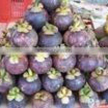 Mangosteen extract