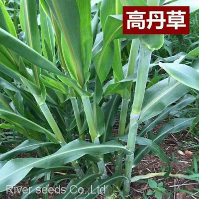 Wholesale Price Sudangrass Seeds Argriculture Hybrid Sorghum Sudan Grass Seed for Sale photo-2
