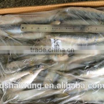 Sardine for fish bait from China size 60 - 70 pcs/ctn