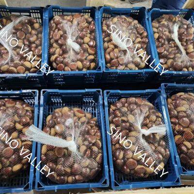 China Authentic Taishan Organic Fresh Chestnut Nutritious Sweet With NOP HALAL HACCP KOSHER Chinese Exporter Wholesale photo-3