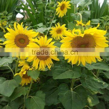 Sunflower seeds specifications