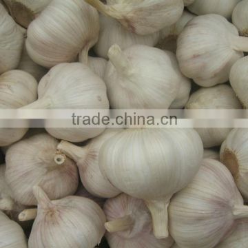 2014 crop Fresh white garlic