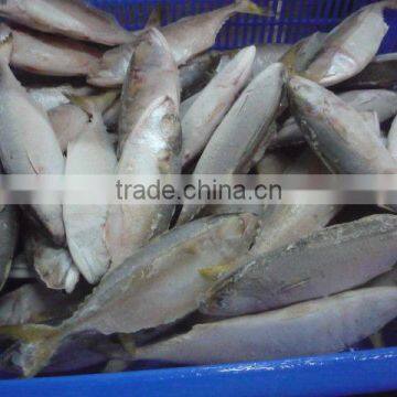 Frozen Short Body Mackerel for steaming