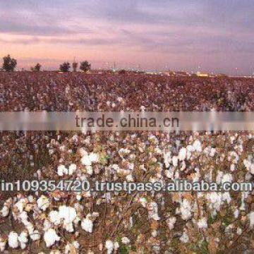 RAW COTTON GUJARAT