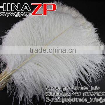 CHINAZP Factory Wholesale 14inch to 16inch Dyed Royal White Ostrich Fethers for Sale photo-2