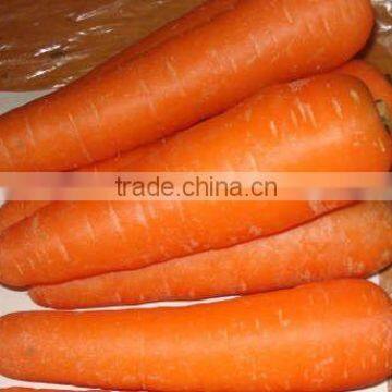 Fresh Carrot 2016 Crop photo-4