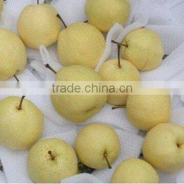 new fresh gong pear 2015