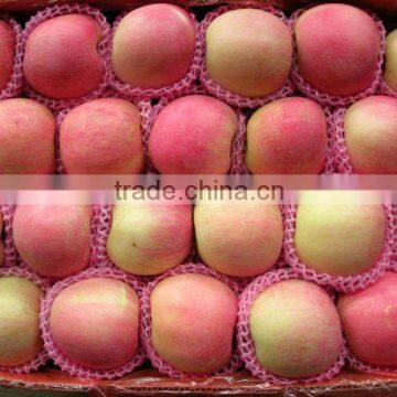 fuji apple good quality and papular in the world (100-113 125-198)