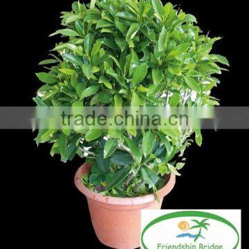 evergreen foliage Fagraea ceilanicaof outdoor indoor landscaping decorative ornamental plants