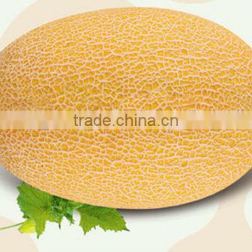 MSM181 Jinbi golden yellow orange fresh Hami melon seeds, 3.5kg hybrid hami melon seeds f1