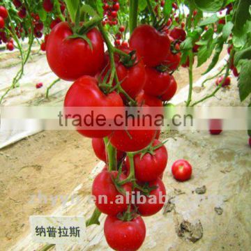 Napulasi Hybrid Tomato Seeds