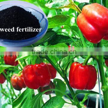 Natural Ascophyllum Nodosum Sargassum Fertilizer Seaweed Extract