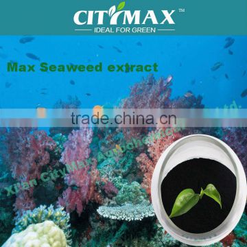 sargassum extract