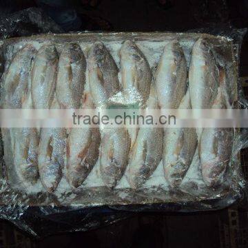 Frozen Silver Croaker