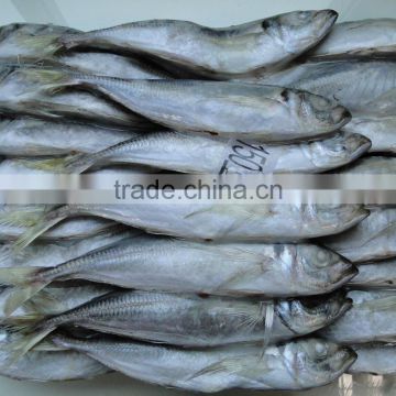 Frozen Horse Mackerel Seafood Export