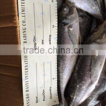 Sea Frozen Horse Mackerel 20cm+ 2016 photo-2
