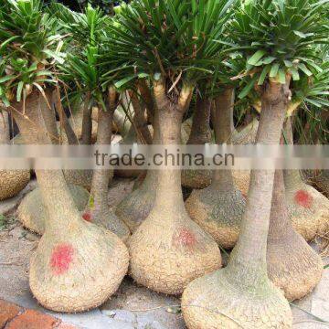 Nolina recurvata for Irap market