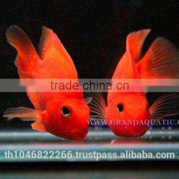 Red Parrot Cichlid Fish Farm For Sale and Export photo-5