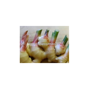 Sell Fresh Young Ginger