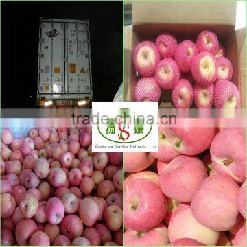 Fuji apple processing factory/fresh apple