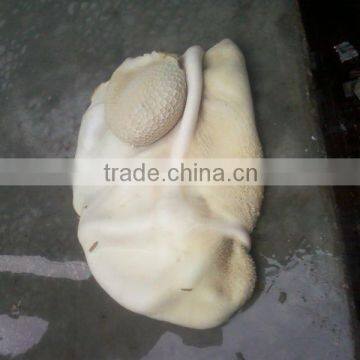 Cooked Tripe