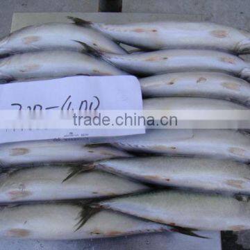 Whole Round Frozen Pacific Mackerel/Scomber Japonicus