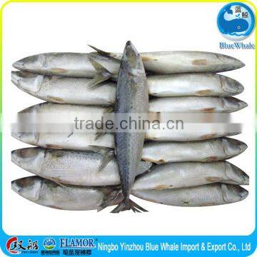 best quality fresh scomber japonicus Mackerel