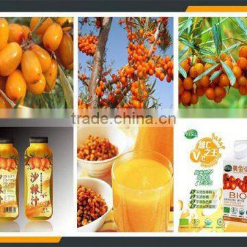 Leader High Efficiency Sea Buckthorn Fruit Juice Production Machine photo-6