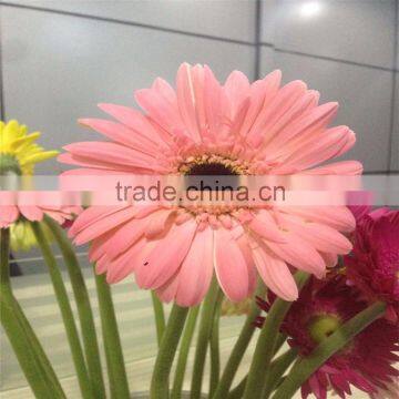 Fresh gerbera chrysanthemum cut flowers exporters in China