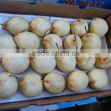 Fresh Pears/New Fresh ya Pear/Fresh ya Pear photo-4
