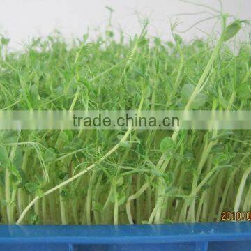 Hydroponics Animal Fodder Machine Green Feed Livestock Fodder Sprout Machine Hydroponic Fodder System photo-3
