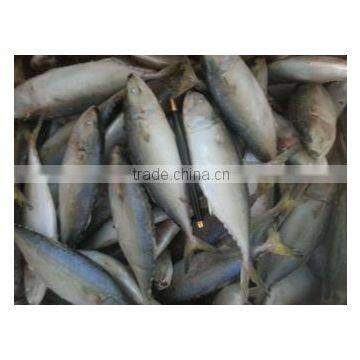 INDIAN MACKEREL