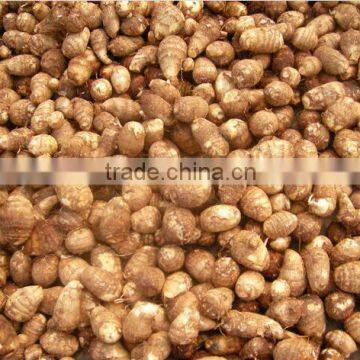 fresh potato importers taro in middle east