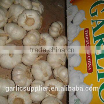 New crop garlic