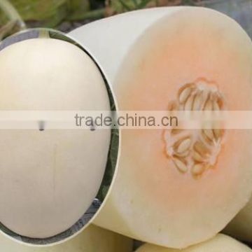 Hybrid F1 Big White Peel Red Flesh Sweet Melon Seed For Planting-Fairy Baby No.8